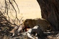 The African leopard Panthera pardus pardus after hunt with death wildebeest in dry sand in Kalahari desert Royalty Free Stock Photo