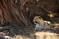 The African leopard Panthera pardus pardus after hunt with death wildebeest in dry sand in Kalahari desert Royalty Free Stock Photo