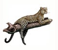 African Leopard Panthera pardus pardus Royalty Free Stock Photo
