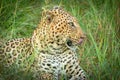 African leopard Panthera Pardus lying in the grass, showing his tongue, close up, Madikwe Game Reserve, South Africa.