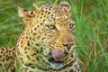 African leopard  Panthera Pardus lying in the grass, showing his tongue, close up, Madikwe Game Reserve, South Africa. Royalty Free Stock Photo