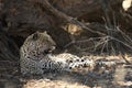 The African leopard Panthera pardus pardus calmly lying under the tree after hunt. Royalty Free Stock Photo