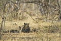 African leopard ( Panthera pardus pardus )