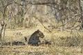 African leopard ( Panthera pardus pardus ) Royalty Free Stock Photo