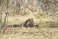African leopard ( Panthera pardus pardus ) Royalty Free Stock Photo
