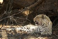 The African leopard Panthera pardus pardus have a rest after hunt  in dry sand in Kalahari desert Royalty Free Stock Photo