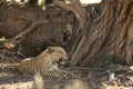 The African leopard Panthera pardus pardus after hunt. Royalty Free Stock Photo