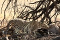 The African leopard Panthera pardus pardus after hunt with death wildebeest. Royalty Free Stock Photo