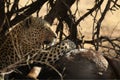 The African leopard Panthera pardus pardus after hunt with death wildebeest. Royalty Free Stock Photo