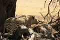 The African leopard Panthera pardus pardus after hunt with death wildebeest. Royalty Free Stock Photo