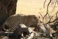 The African leopard Panthera pardus pardus after hunt with death wildebeest. Royalty Free Stock Photo