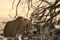 The African leopard Panthera pardus pardus after hunt with death wildebeest Royalty Free Stock Photo