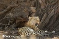 The African leopard Panthera pardus pardus after hunt have a rest in the shade Royalty Free Stock Photo