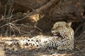 The African leopard Panthera pardus pardus after hunt have a rest in the shade Royalty Free Stock Photo