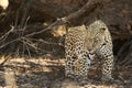 The African leopard Panthera pardus pardus after hunt have a rest in the shade Royalty Free Stock Photo