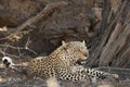 The African leopard Panthera pardus pardus after hunt have a rest in the shade Royalty Free Stock Photo