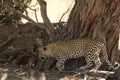 The African leopard Panthera pardus pardus after hunt have a rest in the shade Royalty Free Stock Photo