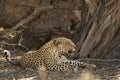 The African leopard Panthera pardus pardus after hunt have a rest in the shade Royalty Free Stock Photo