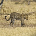 African leopard ( Panthera pardus pardus ) Royalty Free Stock Photo