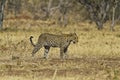 African leopard ( Panthera pardus pardus ) Royalty Free Stock Photo