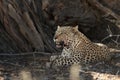 The African leopard Panthera pardus in the shade. Royalty Free Stock Photo