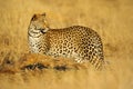 African Leopard, Panthera pardus shortidgei, Hwange National Park, Zimbabwe