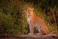 African Leopard, Panthera pardus shortidgei, Hwange National Park, Zimbabwe. Wild cat Hidden portrait in the nice forest tree trun Royalty Free Stock Photo