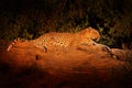 African Leopard sunset, Panthera pardus shortidgei, Hwange National Park, Zimbabwe. Wild cat hidden in nice forest tree trunk. Big Royalty Free Stock Photo