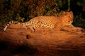 African Leopard, Panthera pardus shortidgei, Hwange National Park, Zimbabwe. Wil cat Hidden portrait in the nice yellow grass. Big Royalty Free Stock Photo
