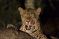 African Leopard (Panthera pardus) South Africa