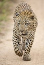 African Leopard (Panthera pardus) South Africa Royalty Free Stock Photo