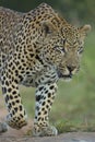 African Leopard (Panthera pardus) South Africa Royalty Free Stock Photo