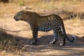 The african leopard Panthera pardus standing in the shade of bushes on a hot afternoon. Big male leopard in the bush Royalty Free Stock Photo