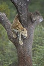 African Leopard (Panthera pardus) in tree South Africa