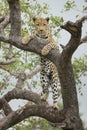 African Leopard (Panthera pardus) in tree South Africa Royalty Free Stock Photo