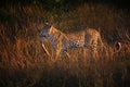 African Leopard, Panthera pardus,  wild animal with antelope leg in jaw. Beautiful big cat walking in morning savanna.  African Royalty Free Stock Photo