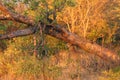 The African leopard Panthera pardus pardus young female marking the territory. Leopard in a typical position when marking the Royalty Free Stock Photo