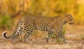 The African leopard Panthera pardus pardus young female patrolling in its territory in the last evening light. A beautiful