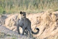 African Leopard Royalty Free Stock Photo