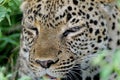 African leopard, Queen Elizabeth National Park, Uganda