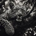 African Leopard Relaxation Royalty Free Stock Photo