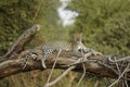 African leopard resting on fallen tree, Kenya Royalty Free Stock Photo