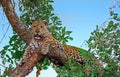 African Leopard resting and looking directly into camera in South Luangwa National Park, Zambia