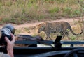 African leopard safari Royalty Free Stock Photo