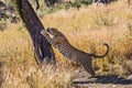 African leopard sharpens claws