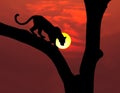 African leopard silhouette