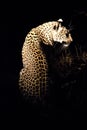 African Leopard in Sabi Sands sitting up in the dark