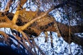 African Leopard sleeping in a tree