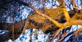 African Leopard sleeping in a tree