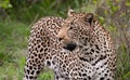 African Leopard in South Africa Royalty Free Stock Photo